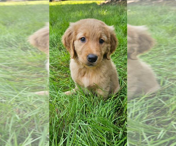 Medium Photo #19 Golden Retriever Puppy For Sale in BATTLE GROUND, WA, USA
