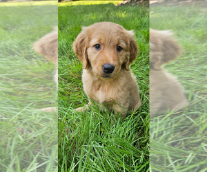 Medium Golden Retriever