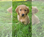 Puppy 3 Golden Retriever