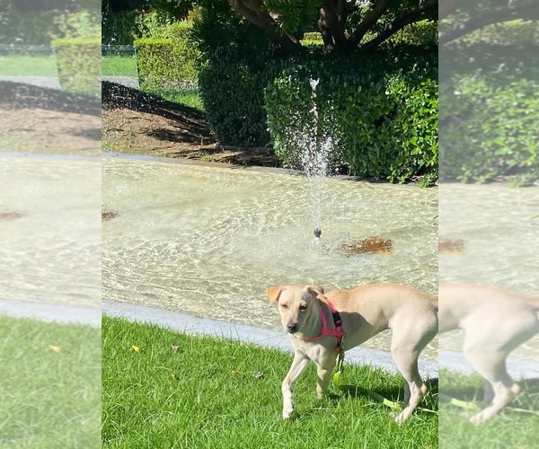 Medium Photo #2 Labrador Retriever-Shiba Inu Mix Puppy For Sale in Virginia Beach, VA, USA