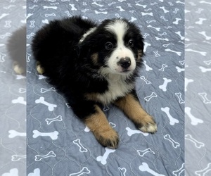 Medium Miniature Australian Shepherd