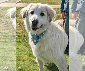 Izzy - Female Great Pyrenees Dog for Adoption - Photo #7