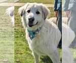 Small #6 Great Pyrenees