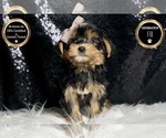 Small Photo #35 Morkie Puppy For Sale in WARSAW, IN, USA