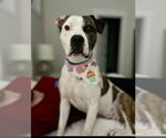Small #1 American Pit Bull Terrier Mix