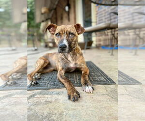 Boxer-Unknown Mix Dogs for adoption in Stratham, NH, USA