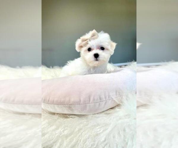Medium Photo #3 Maltese Puppy For Sale in JACKSONVILLE, FL, USA