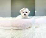 Small #2 Maltese