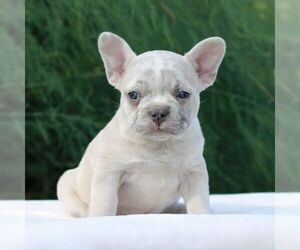 French Bulldog Puppy for sale in NEWMANSTOWN, PA, USA