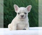Small French Bulldog