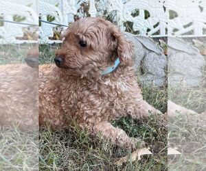Charm - Female Poodle (Miniature) Dog for Adoption - Photo #2