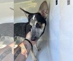 BOWIE - Male Mutt Dog for Adoption - Small photo