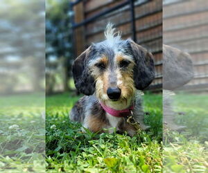 Dachshund Dogs for adoption in Shelbyville, TN, USA
