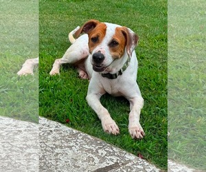 American Pit Bull Terrier-Unknown Mix Dogs for adoption in Germantown, OH, USA