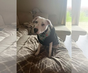 Echo - Male Mutt Dog for Adoption - Photo #4