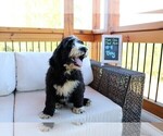 Small Photo #8 Sheepadoodle Puppy For Sale in STANLEY, VA, USA