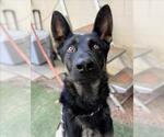 Small #1 German Shepherd Dog