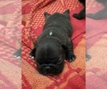 Small Photo #4 French Bulldog Puppy For Sale in TOPEKA, KS, USA