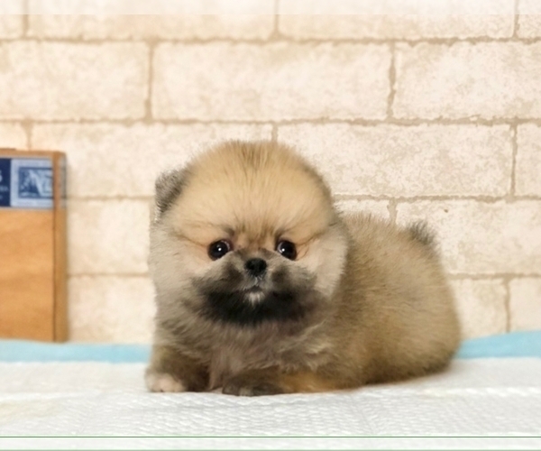 Medium Photo #5 Pomeranian Puppy For Sale in MIAMI, FL, USA