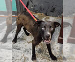 Tiny *Help! I need a foster home by Oct 1!* - Male Labrador Retriever-Unknown Mix Dog for Adoption - Small photo