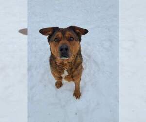 Admiral - Male American Staffordshire Terrier Dog for Adoption - Photo #9