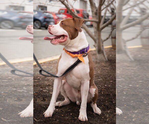 Medium Photo #6 Mutt Puppy For Sale in Alexandria, VA, USA