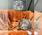 Small #6 American Bully