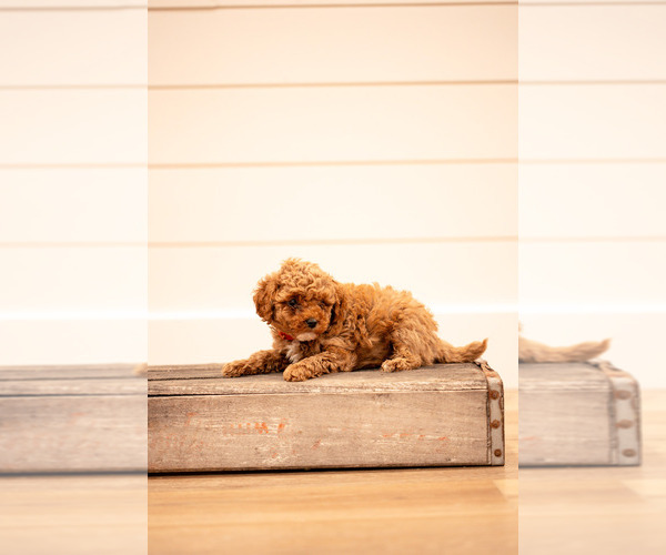 Medium Photo #2 Poodle (Miniature) Puppy For Sale in ASH GROVE, MO, USA