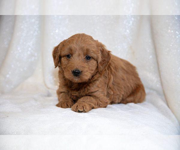 Medium Photo #13 Goldendoodle (Miniature) Puppy For Sale in LEOLA, PA, USA