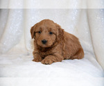 Small Photo #13 Goldendoodle (Miniature) Puppy For Sale in LEOLA, PA, USA