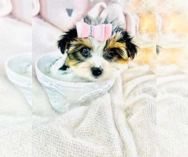 Medium Photo #20 Biewer Yorkie Puppy For Sale in MIAMI BEACH, FL, USA
