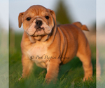 Small Photo #52 English Bulldog Puppy For Sale in WARSAW, IN, USA