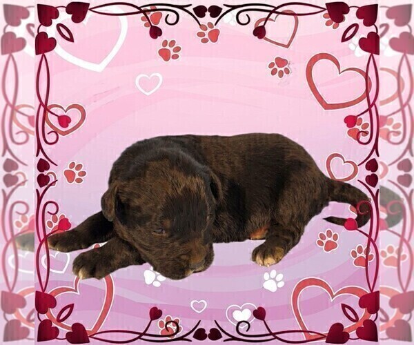 Medium Photo #13 Golden Mountain Dog Puppy For Sale in BLACK FOREST, CO, USA