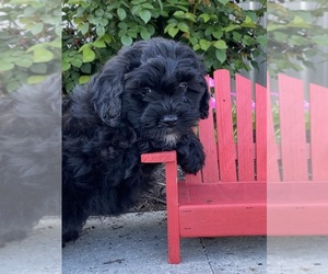 Lhasa-Poo Puppy for sale in CANOGA, NY, USA