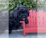 Image preview for Ad Listing. Nickname: Jax