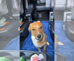 Mutt Dogs for adoption in Fenton, MO, USA