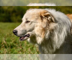 Border Collie-Great Pyrenees Mix Dogs for adoption in Croydon, NH, USA