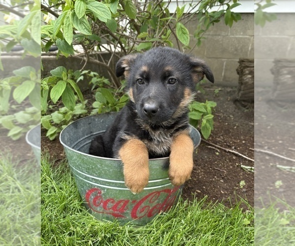 Medium Photo #2 German Shepherd Dog Puppy For Sale in MIDDLEBURY, IN, USA