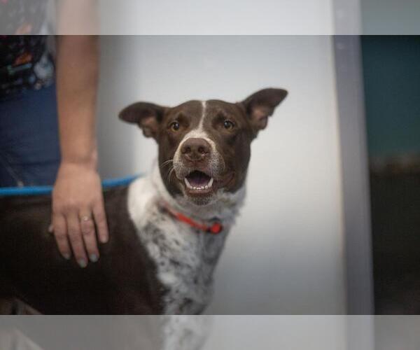 Medium Photo #1 German Shorthaired Pointer-Unknown Mix Puppy For Sale in Mountain Home, AR, USA