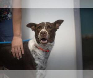 German Shorthaired Pointer-Unknown Mix Dogs for adoption in Mountain Home, AR, USA