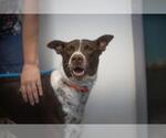 Small German Shorthaired Pointer Mix
