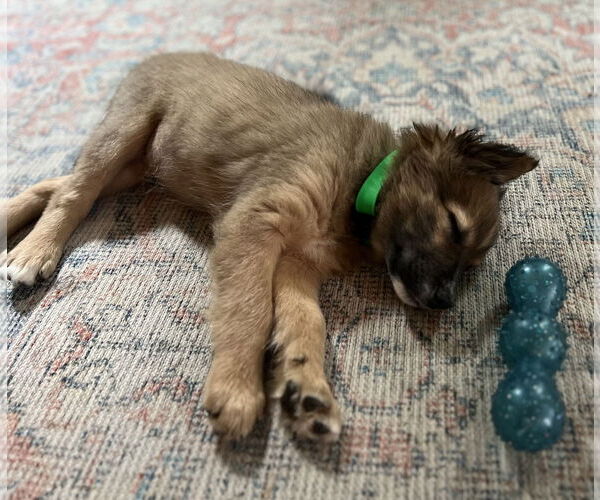 Medium Photo #2 Mutt Puppy For Sale in Mount Pleasant, SC, USA