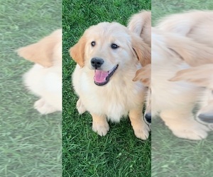 Golden Retriever Puppy for sale in MENTONE, IN, USA