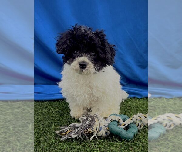 Medium Photo #1 Poodle (Miniature) Puppy For Sale in INDIANAPOLIS, IN, USA