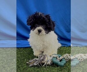 Poodle (Miniature) Puppy for sale in INDIANAPOLIS, IN, USA