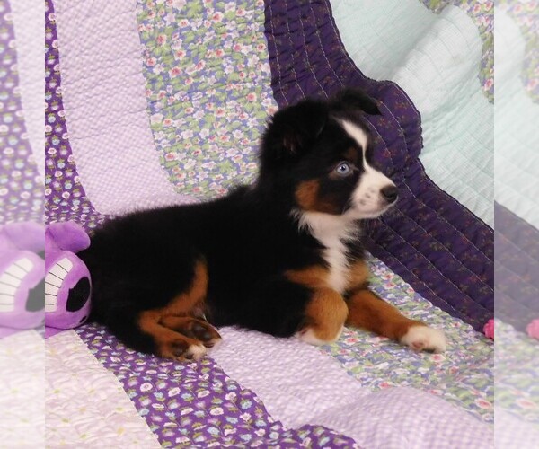 Medium Photo #14 Miniature Australian Shepherd Puppy For Sale in CINCINNATI, OH, USA