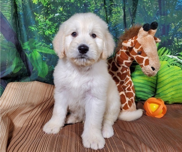 Medium Photo #1 Goldendoodle-Poodle (Standard) Mix Puppy For Sale in PEYTON, CO, USA