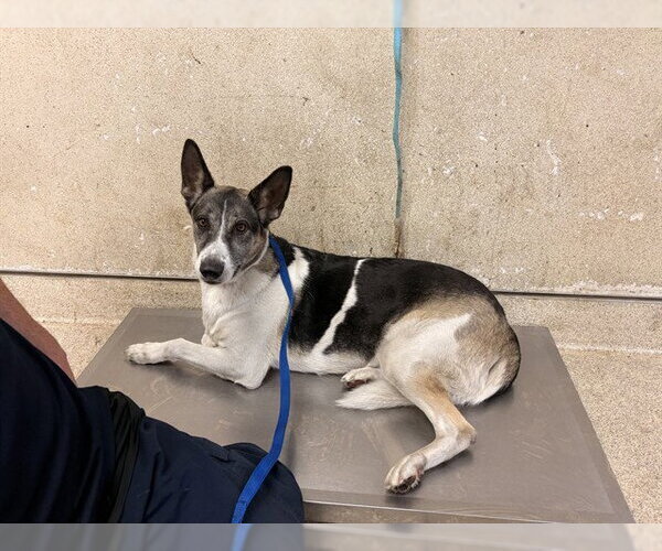 Medium Photo #1 German Shepherd Dog Puppy For Sale in Riverside, CA, USA