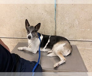 German Shepherd Dog Dogs for adoption in Riverside, CA, USA