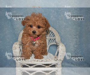 Poodle (Toy) Puppy for sale in SANGER, TX, USA